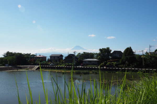 池の奥には富士山が望めます