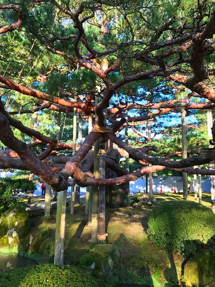 根上松(ねあがりまつ)