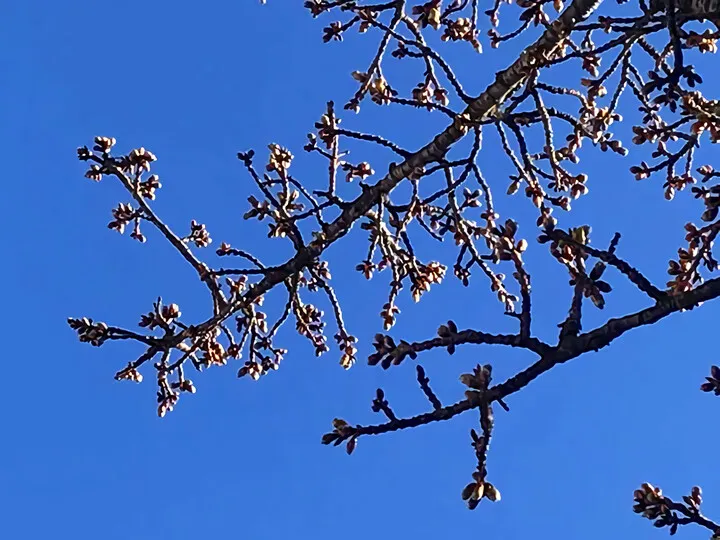 あたみ桜