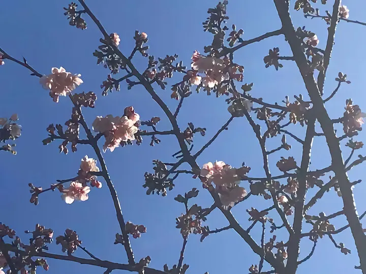 熱海糸川あたみ桜 開花情報