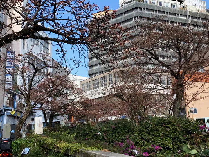 おまけ 弊社前の糸川の桜状況