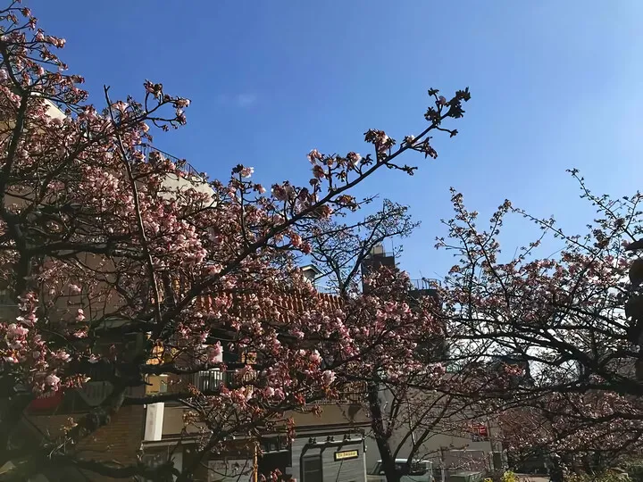 熱海糸川桜まつり あたみ桜開花情報
