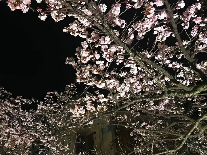 熱海糸川桜まつり あたみ桜開花情報