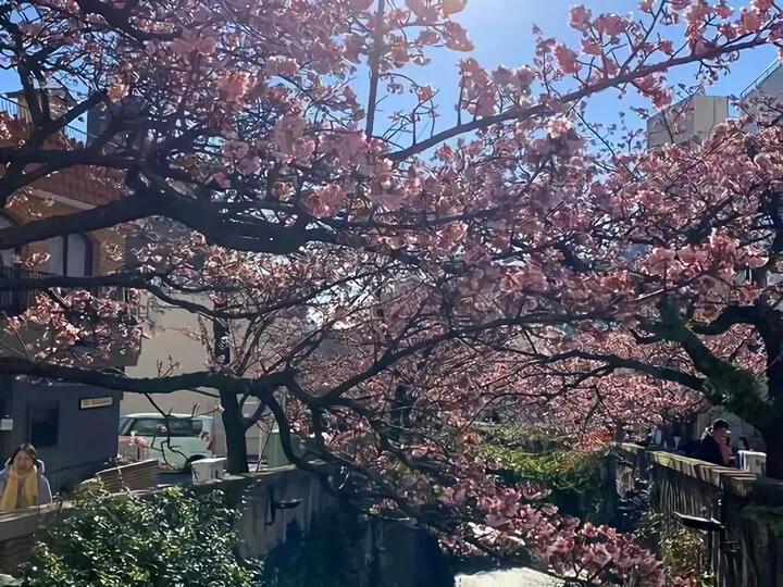 おまけの糸川桜開花状況