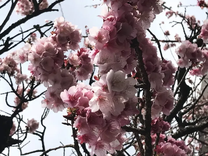 熱海糸川桜まつり あたみ桜開花情報