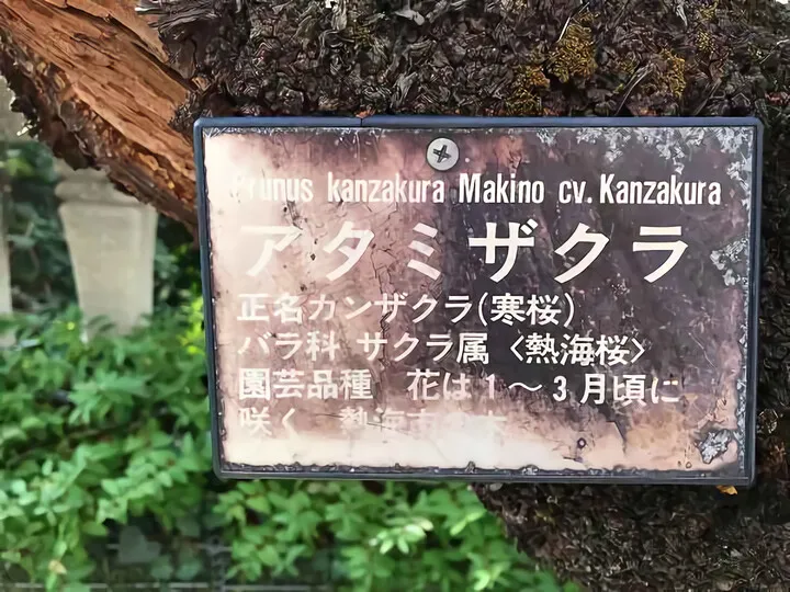 あたみ桜