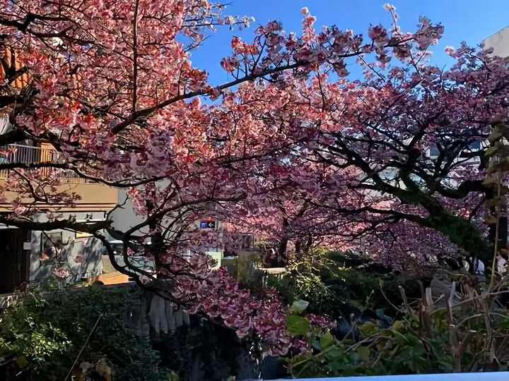1/30現在すでに満開
