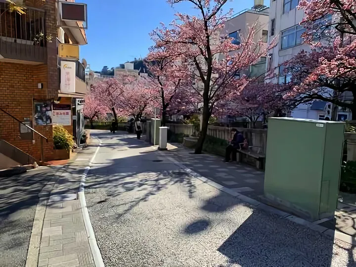 糸川の満開の桜&めじろのお話