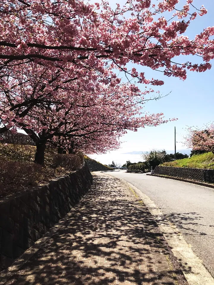 真鶴半島を見下ろす眺望