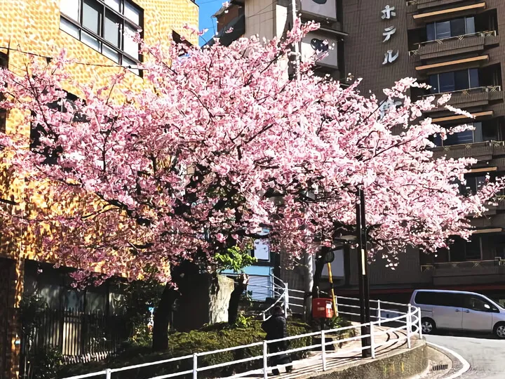 大寒桜