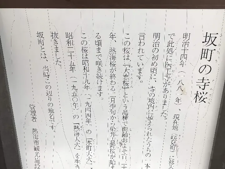 樹齢約130年のさくら