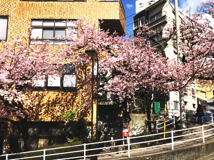 坂町の寺桜