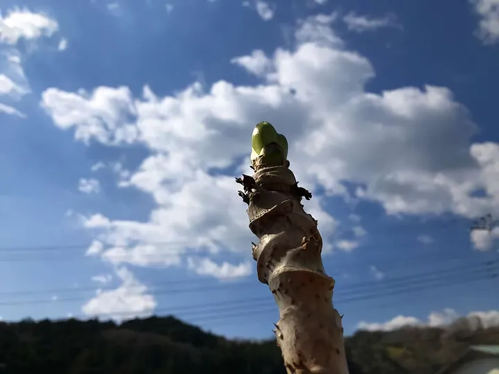 たらの芽