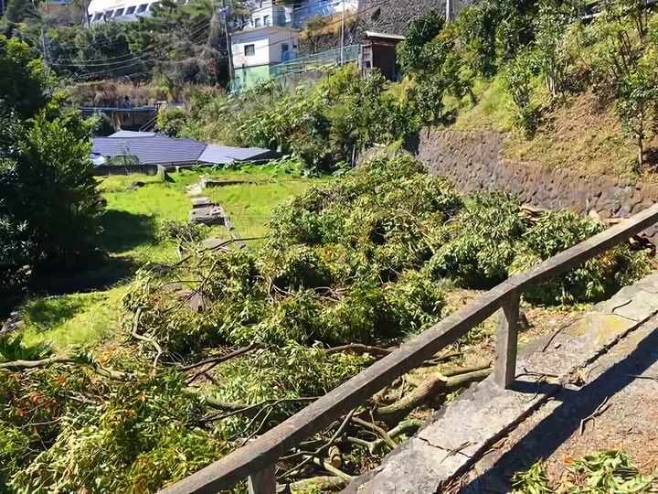 樹木伐採 ②