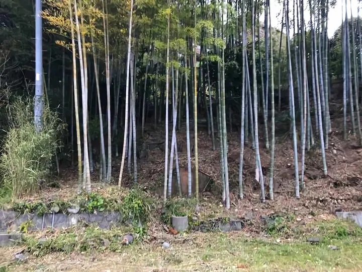 樹木伐採 ③