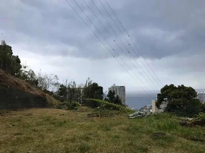 樹木伐採 ③