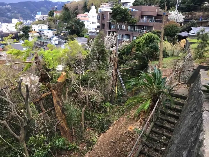 樹木伐採 ③
