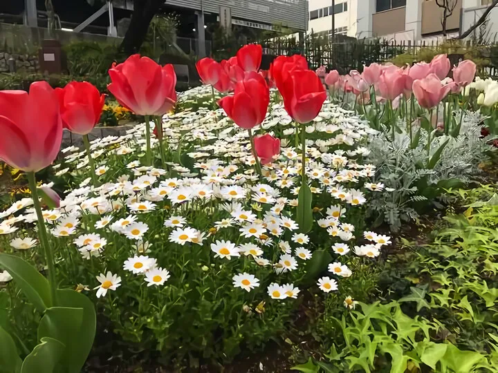 花ひろば