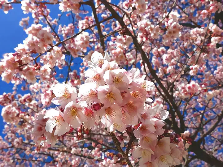 花ひろば