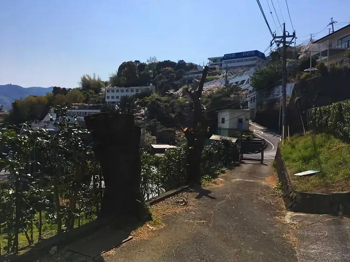 樹木伐採 ④