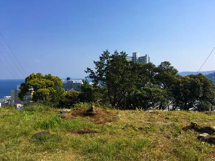 樹木伐採 ④