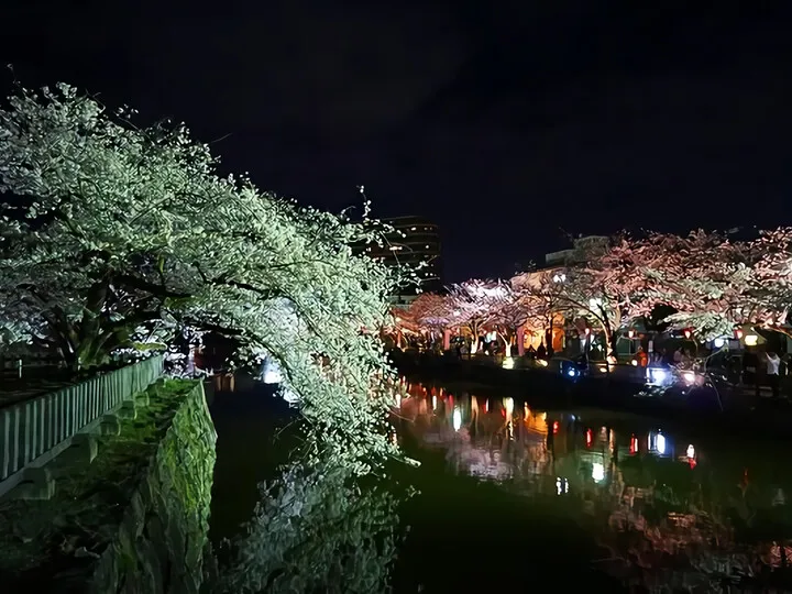 桜