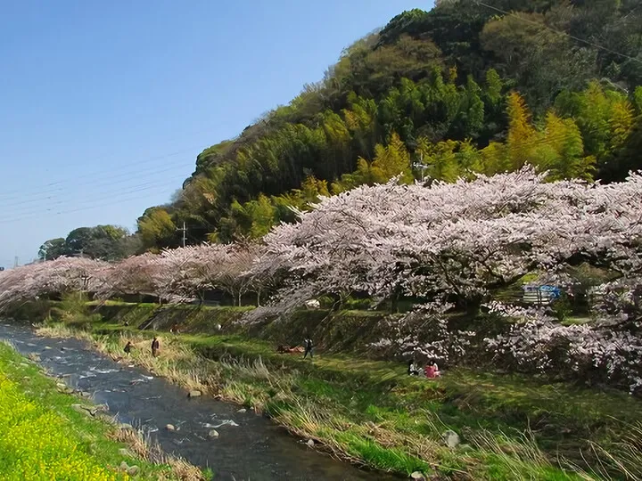 さくら