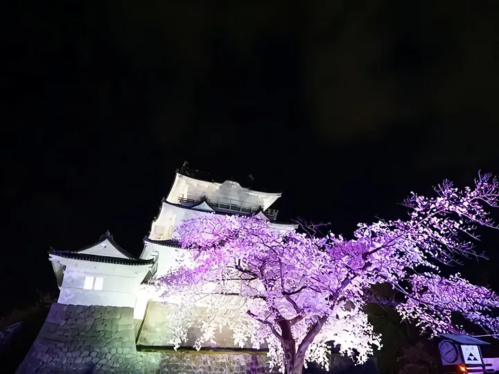さくら