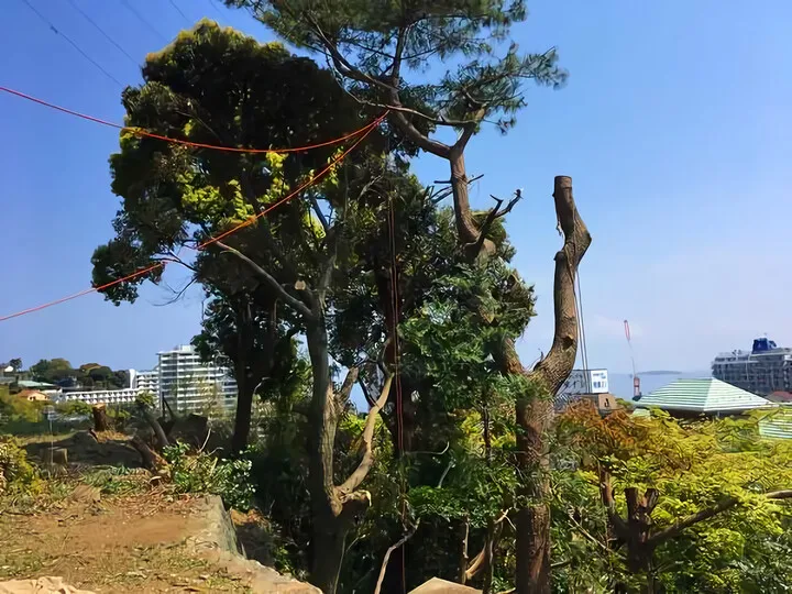 樹木伐採 ⑤