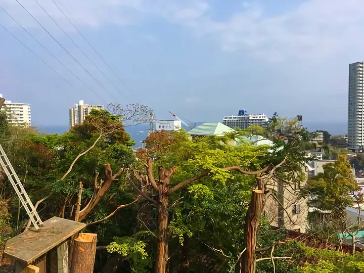 樹木伐採 ⑥