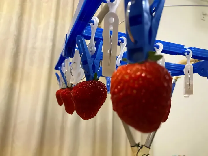 いちご狩り