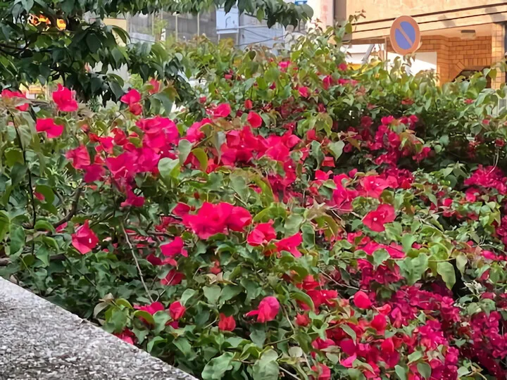 紫陽花