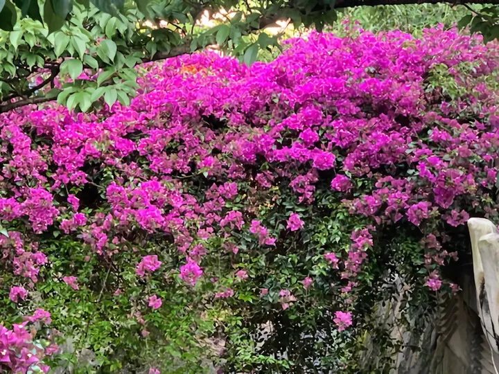 紫陽花