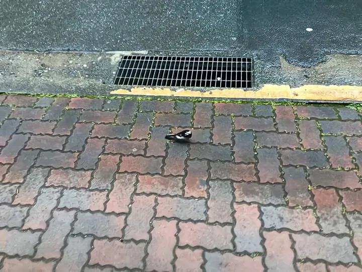 梅雨の中央町商店街