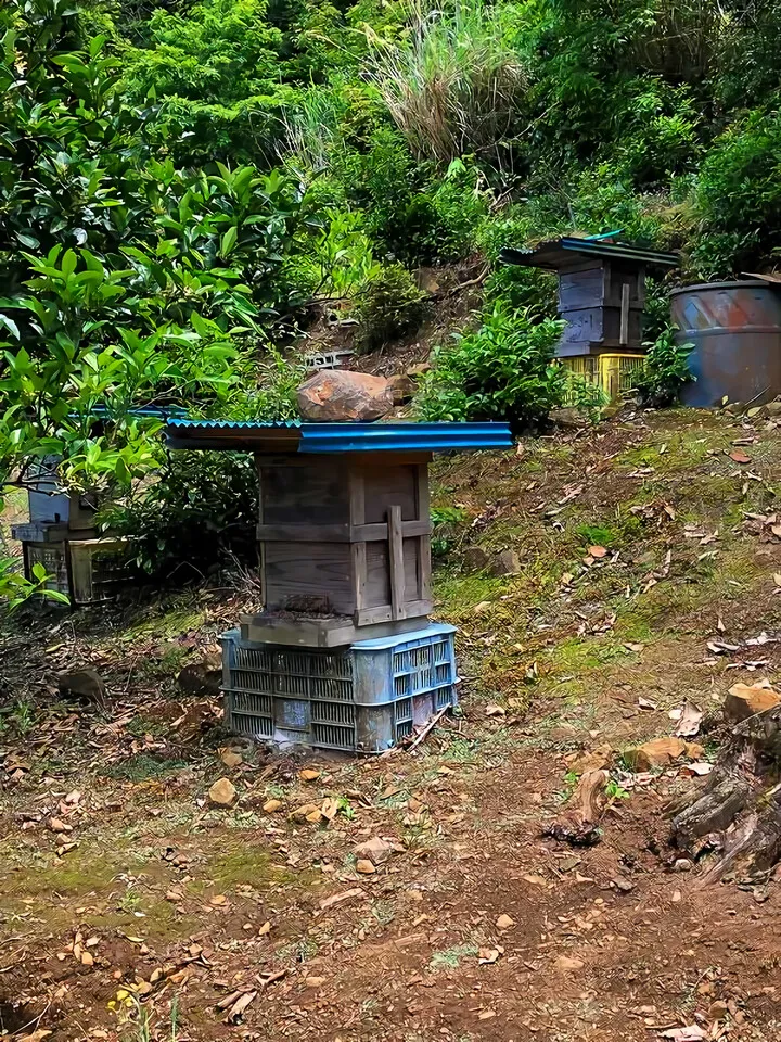 養蜂
