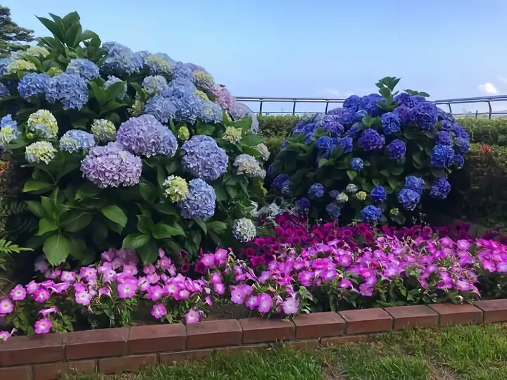 紫陽花