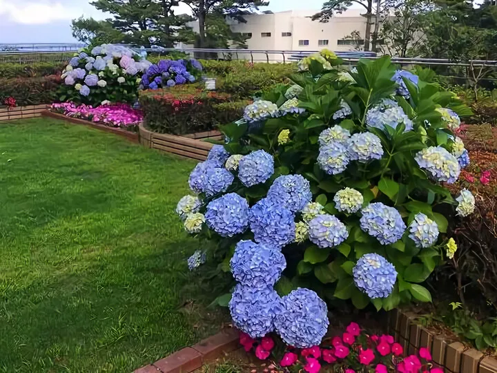 紫陽花