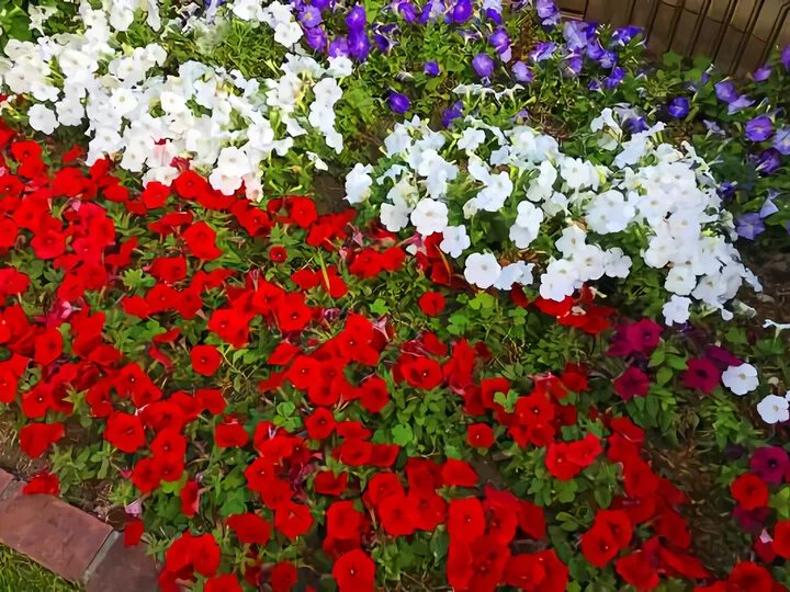 紫陽花
