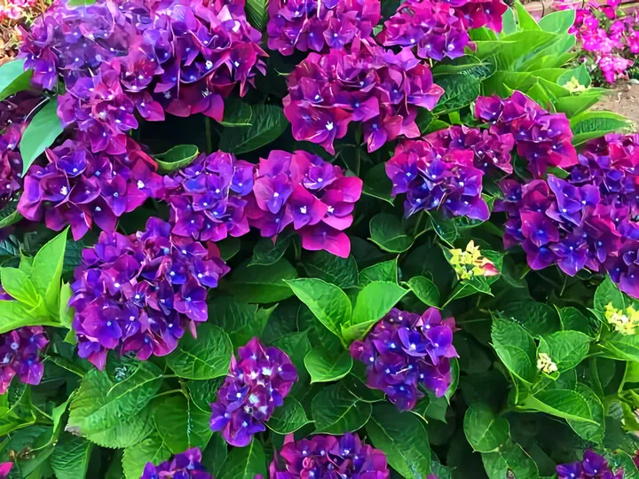 紫陽花
