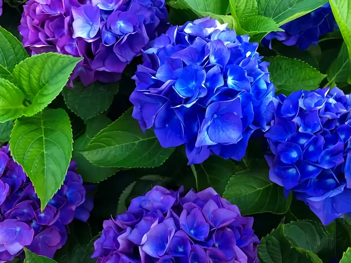 紫陽花