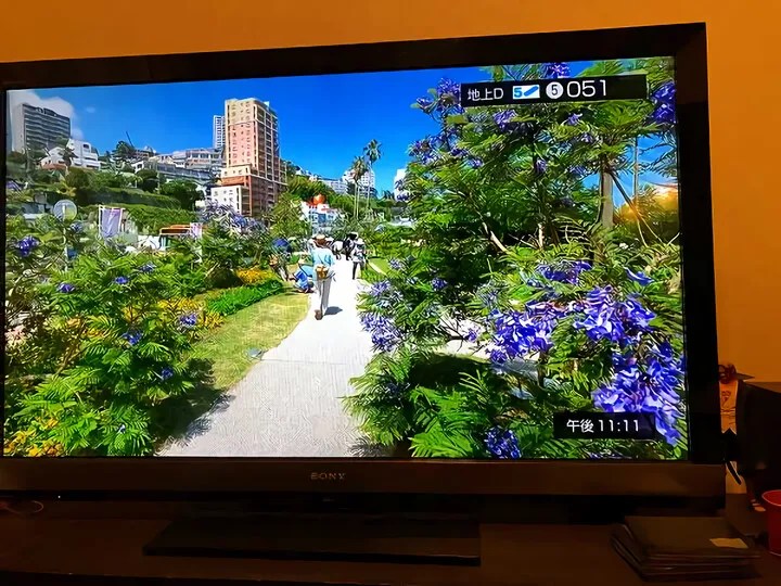 海岸沿いのジャカランダ