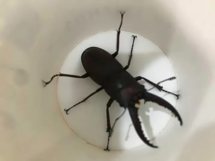 名水わらび餅