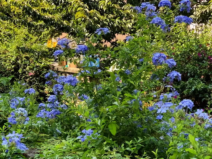糸川の花