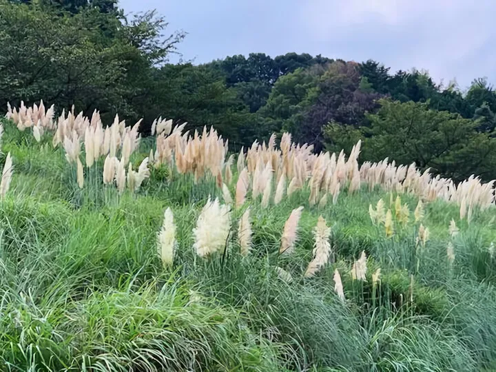 パンパスグラス 伊東松川湖