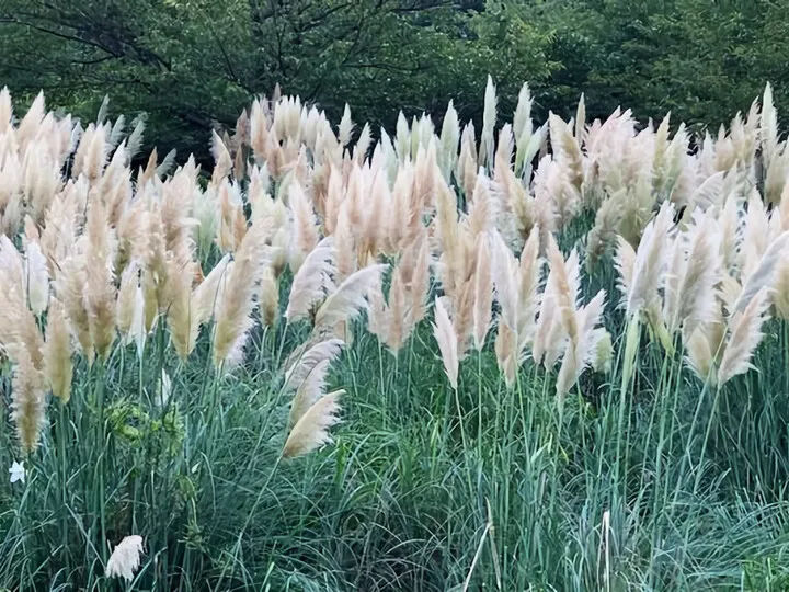 パンパスグラス 伊東松川湖