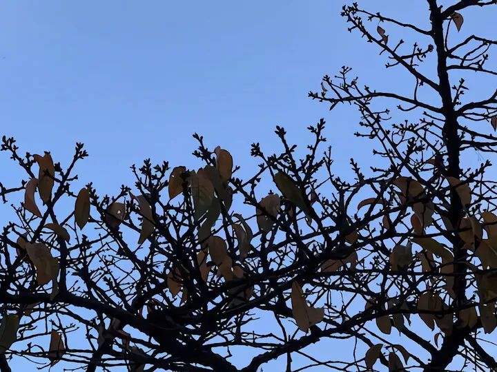 あたみ桜