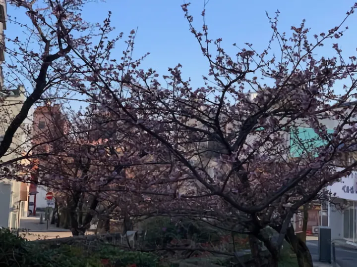 糸川のあたみ桜