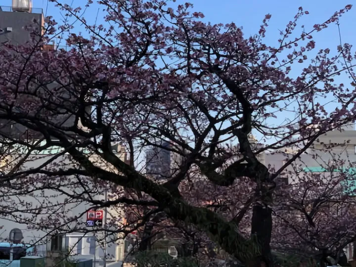 あたみ桜~2021~