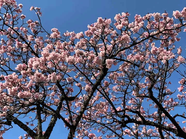 あたみ桜ほぼ満開です