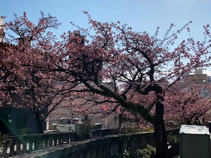 あたみ桜ほぼ満開です